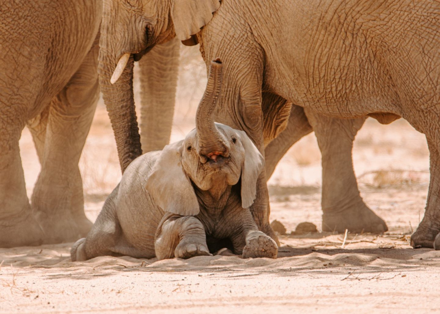 Brandberg Wüstenelefanten Baby Elefantenbaby Namibia